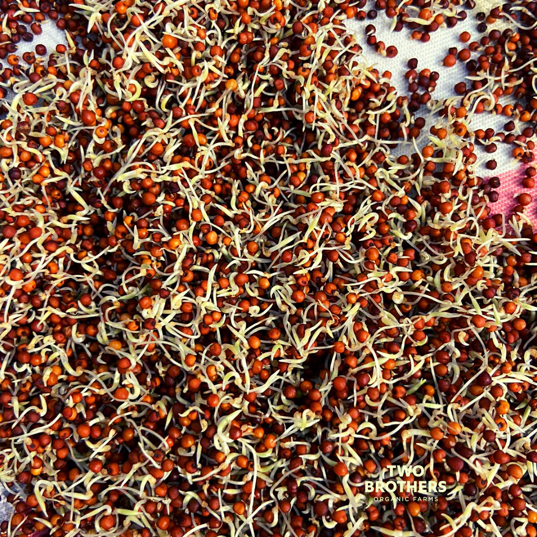 Sprouted Ragi - Dev Tandoor Industries